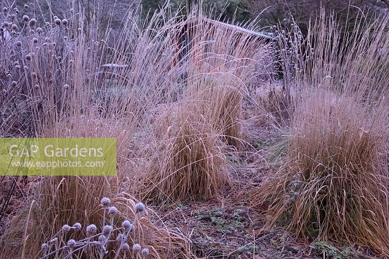 Tall frosted grasses in winter including Calamagrostis x acutiflora 'Karl Foerster' and Dipsacus inermis. This foliage provides habitat for a hibernating population of Dormice, which build winter nests in the tussocks of the grasses.
