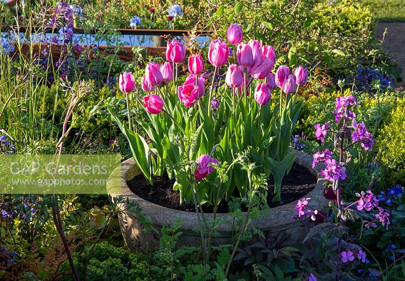 Tulipa 'Caresse' - Tulip - in an old stone container 