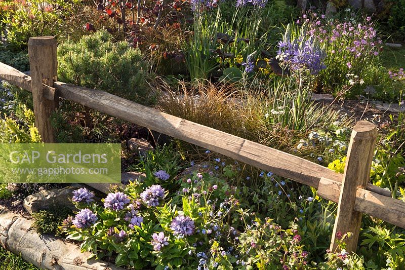 A post and rail wooden fence with Camassia esculenta 'Quamash' and Lychnis flos cuculi 'Terry's Pink', dwarf Pinus - Pine - and ornamental grasses. The Water Spout garden