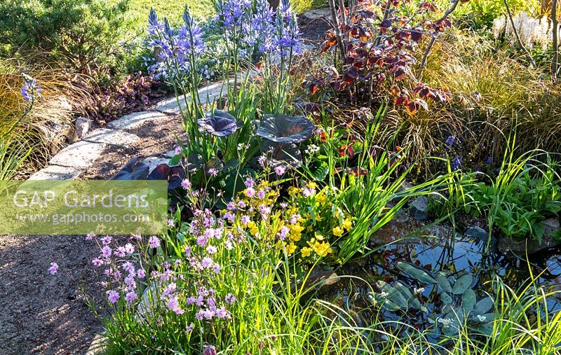 Gravel and stone path near small pond surrounded by grasses and Lychnis flos cuculi 'Terry's Pink', Caltha palustris - Marsh Marigold, Fritillaria meleagris and Camassia esculenta 'Quamash'. The Water Spout Garden 