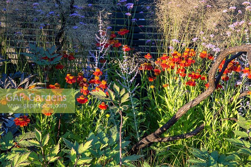 Elements Mystique Garden - Helenium 'Moreheim Beauty' and Verbena bonariensis, Perovskia - Elements Mystique Garden. RHS Hampton Court Flower Show July 2018 Designer: Lawrence Roberts - Sponsor Elements Garden Design