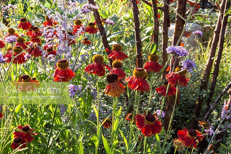 Helenium 'Moreheim Beauty' and Verbena bonariensis under Prunus serrula. Elements Mystique Garden. RHS Hampton Court Flower Show July 2018 Designer: Lawrence Roberts - Sponsor Elements Garden Design 