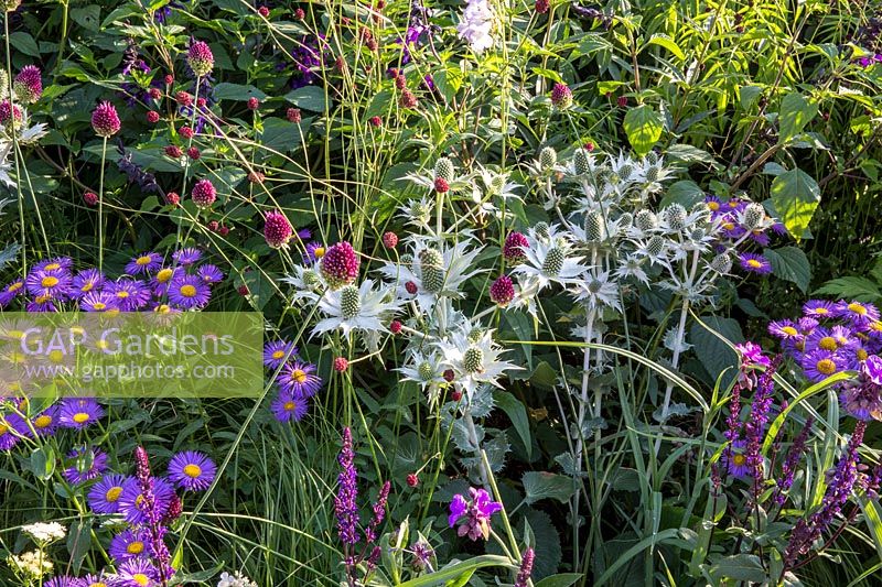 Stephen Studd - The South West Water Green Garden - Flower bed with Allium sphaerocephalon, Erigeron 'Darkest of all', Eryngium giganteum. Stephen Studd - The South West Water Green Garden.  RHS Hampton Court Flower Show 2018 Designer: Tom Simpson - Sponsor South West Water 