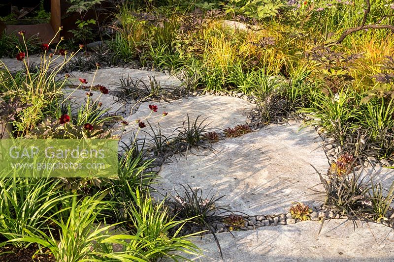 Large Caledonian stone paving slabs path interplanted with Ophiopogon planscapus 'Nigrescens' and Sempervivum. Either side Cosmos atrosanguineus, Dahlia and ornamental grasses. Elements Mystique Garden