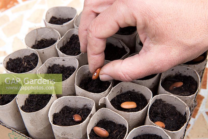 Gardening without plastic sowing organic - Phaseolus vulgaris 'Trionfo Violetto' - Climbing French Bean seeds in cardboard toilet roll tubes filled with compost