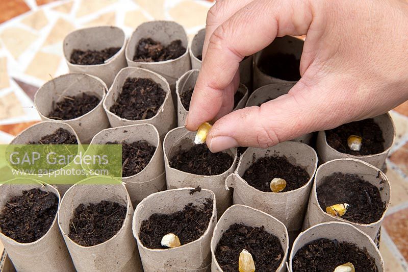 Gardening without plastic sowing organic maize Sweetcorn 'True Gold' seeds in cardboard toilet roll tubes filled with compost