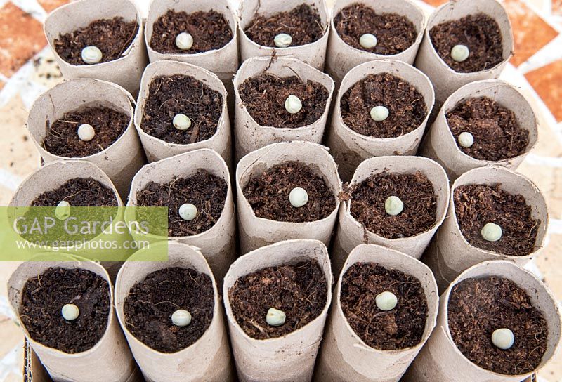 Gardening without plastic sowing organic Pisium sativum pea mange tout 'Oregon sugar pod' seeds in cardboard toilet roll tubes filled with compost