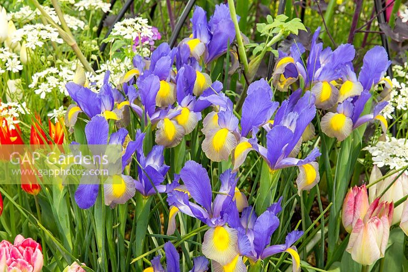 Iris x hollandica 'Gypsy Beauty' Dutch Iris