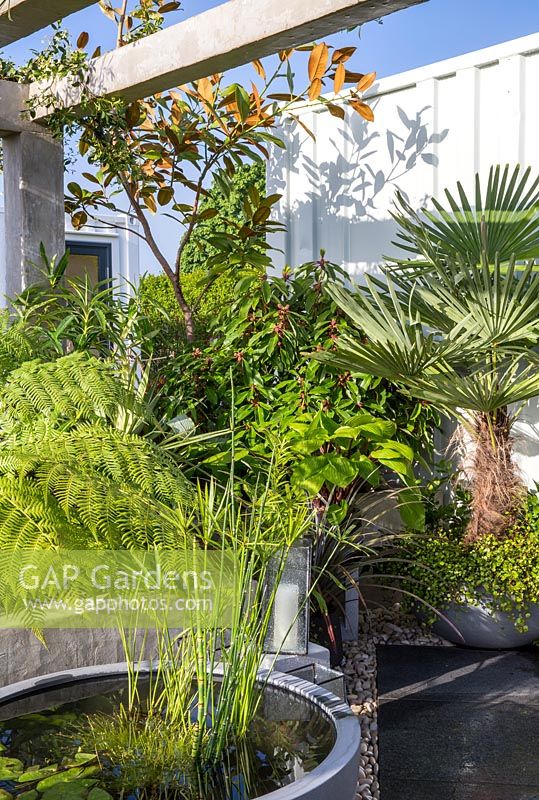 Small concrete bowl pond water feature with Equisetum arvense Horsetail and lilies - raised bed planted with tree fern and green foliage perennial plants - white painted metal wall and pergola. Defiance urban balcony garden - Green Living Spaces. RHS Malvern Spring Festival May 2019 - Designer: Sara Edwards 