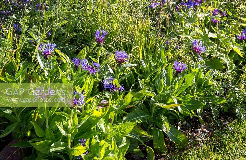 Border with Centaurea montana. The Habit of Living Garden for Diabetes UK  RHS Malvern Spring Festival May 2019 Designers: Karen Tatlow and Katherine Hathaway 