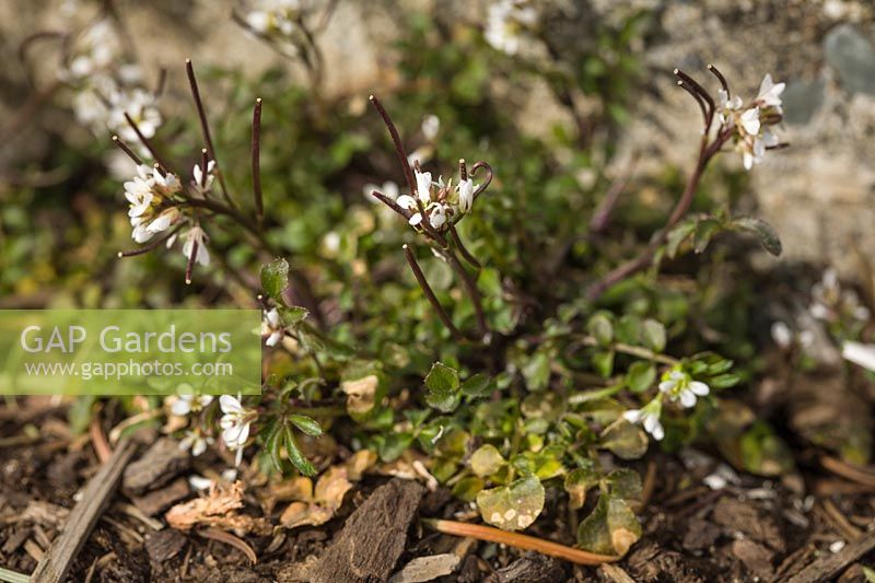 Cardamine hirsuta - Hairy Bittercress 