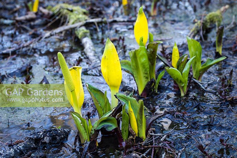Lysichiton americanus - Skunk Cabbage - in wet ground
