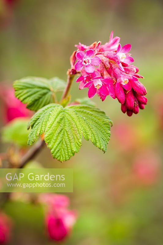 Ribes sanguineum - Red-flowering Currant blossoms and foliage