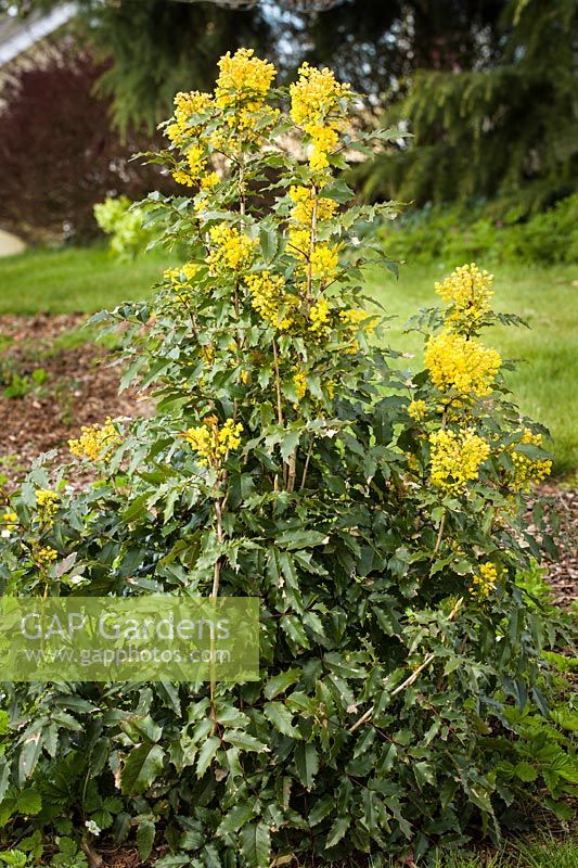 Mahonia aquifolium - Shining Oregon-grape