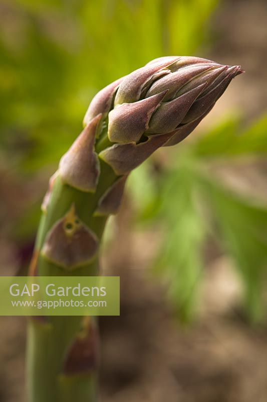 Asparagus officinalis - tip of a spear