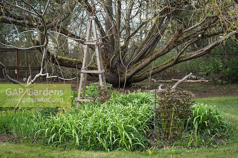 Wooden obelisk among Hemerocallis - Daylily - foliage, Paeonia - Peony - foliage with support, in a bed with Rhus typhina - Staghorn Sumac - and large  Salix lasiandra - Pacific Willow - beyond
 