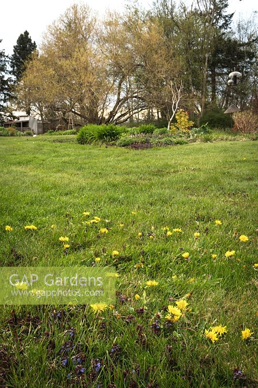 Taraxacum officinale - Dandelion - in large lawn with tree in the background