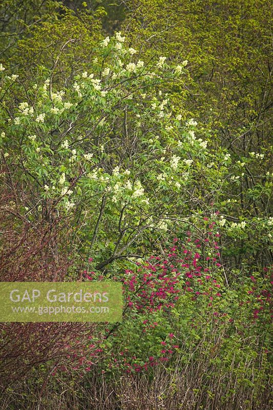 Sambucus racemosa - Red Elderberry - blooming above Ribes sanguineum - Red-flowering Currant