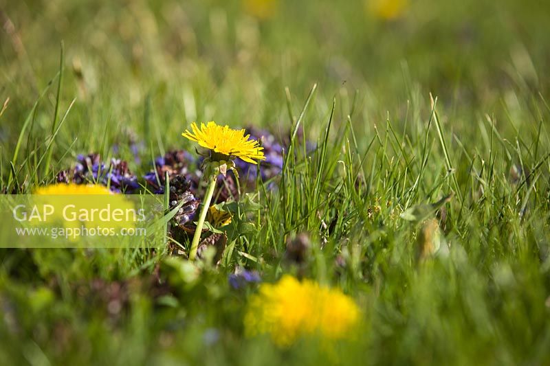 Taraxacum officinale - Dandelion - and Ajuga reptans - Bugle - blooming in a lawn 