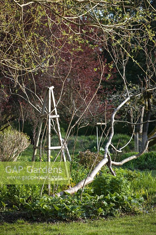 Bed under Salix lasiandra - Pacific Willow - branches, with wooden obelisk, Hemerocallis and Phlomis fruticosa foliage and bare Rhus typhina - Staghorn Sumac 