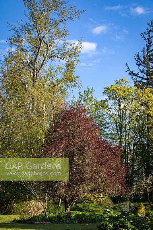 Prunus cerasifera - Purple-leaf Plum, Acer macrophyllum - Bigleaf Maple and Populus trichocarpa - Black Cottonwood 