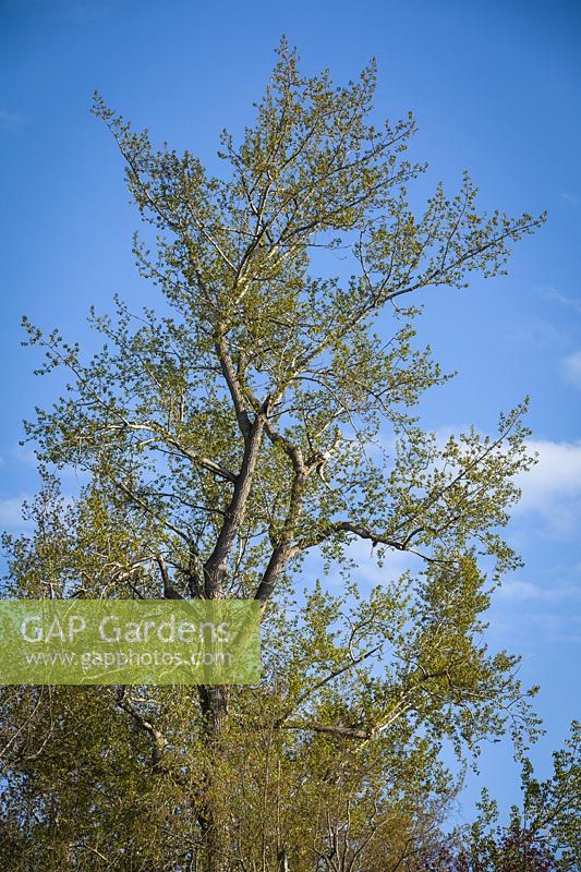 Populus trichocarpa - Black Cottonwood - coming into leaf against blue sky