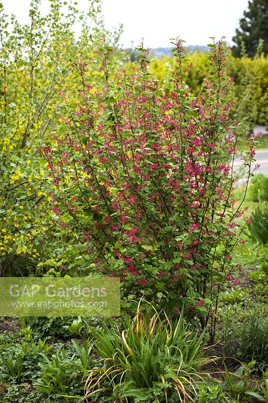 Ribes sanguineum, Ribes aureum - Red-flowering Currant with Golden Currant