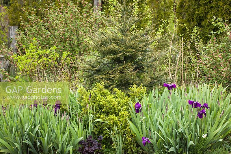 Abies grandis, Ribes sanguineum, Iris germanica cv. and Paxistima myrsinites in a spring border - Grand Fir, Red-flowering Currant above bearded iris, Oregon Boxwood