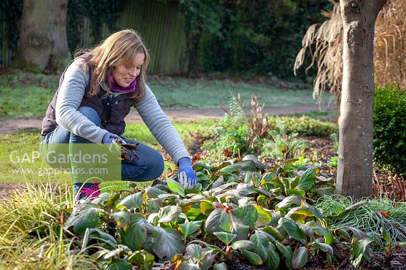Removing old blackened bergenia leaves before they flower