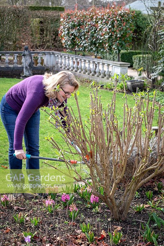 Pruning buddleia stems down to 45cm in early spring using loppers - Buddleia davidii 'Black Knight' - Butterfly bush