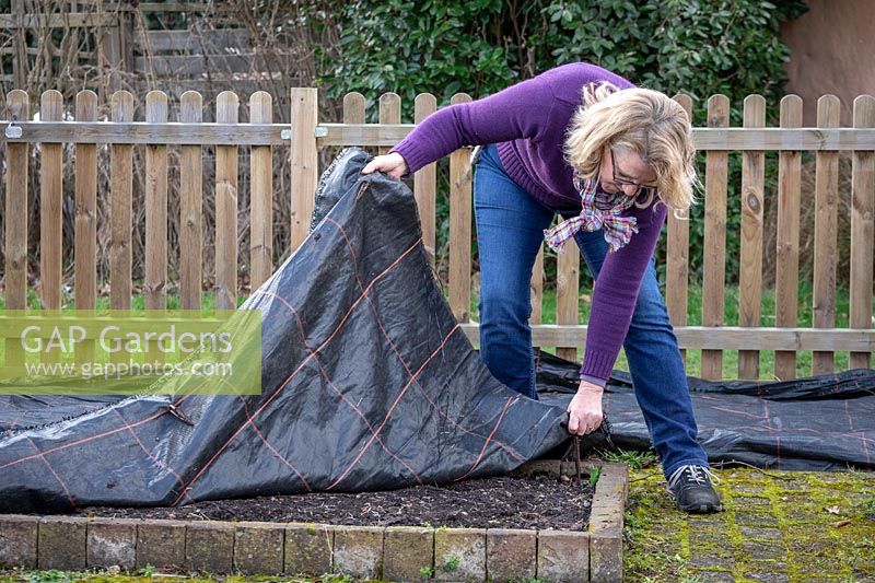 Covering a vegetable bed with a plastic membrane in order to suppress weeds and warm up the soil