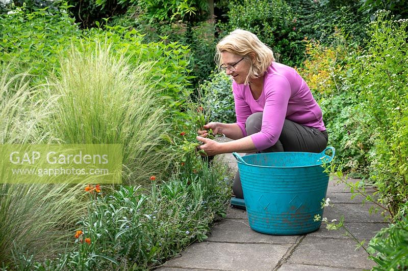 Removing Myosotis - forget-me-nots - from a border after they have finished flowering in order to stop them self seeding