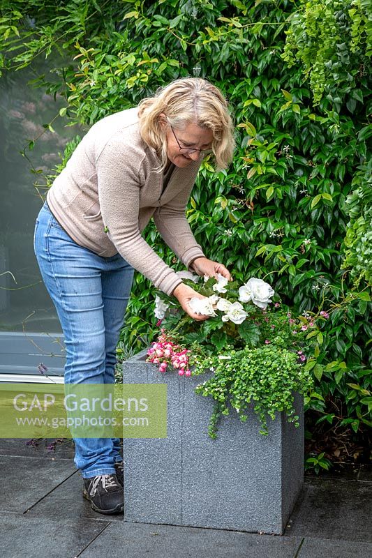 Deadheading begonias in a pot on the patio