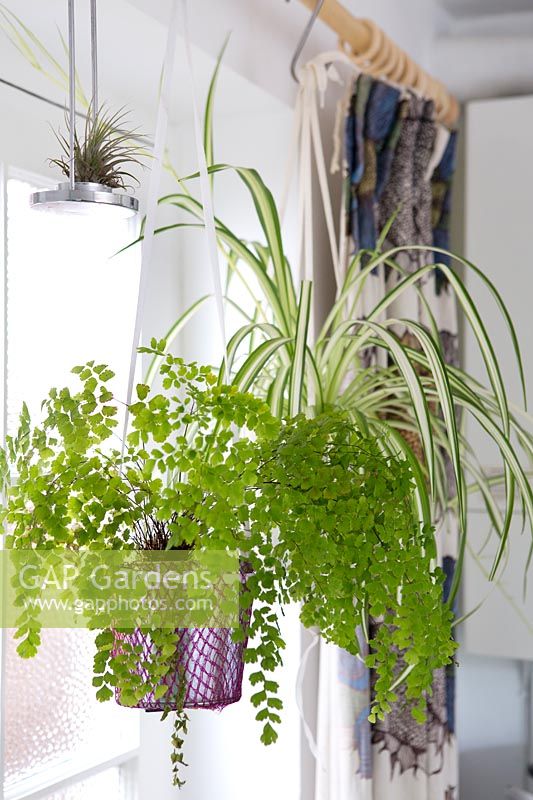 Adiantum aethiopicum 'Maidenhair fern' and Chlorophytum comosum 'spider plant' hanging beside window