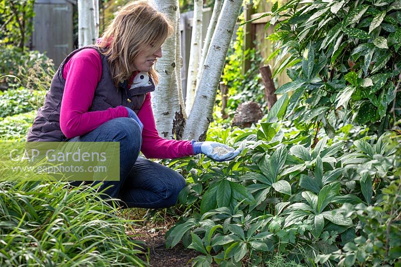 Feeding Helleborus orientalis - hellebores - with granular fertiliser in autumn.