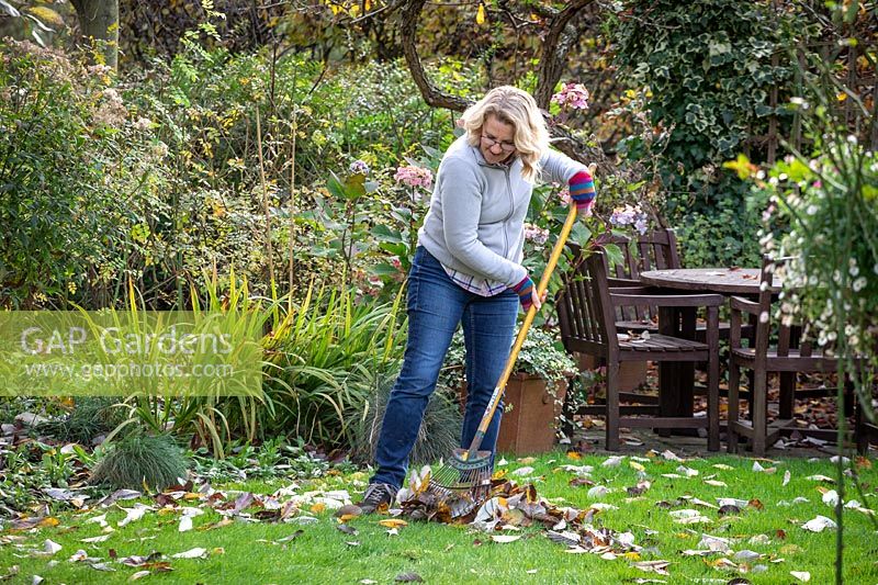 Using a tine rake to gather leaves off a lawn in autumn