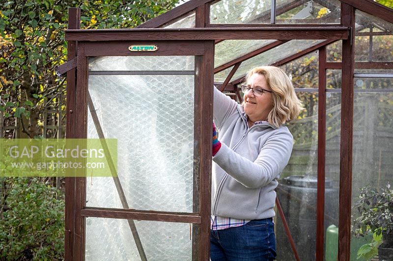 Pinning up plastic bubblewrap to insulate a greenhouse ready for winter