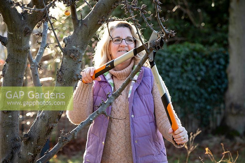 Pruning a crab apple tree with long handled loppers.