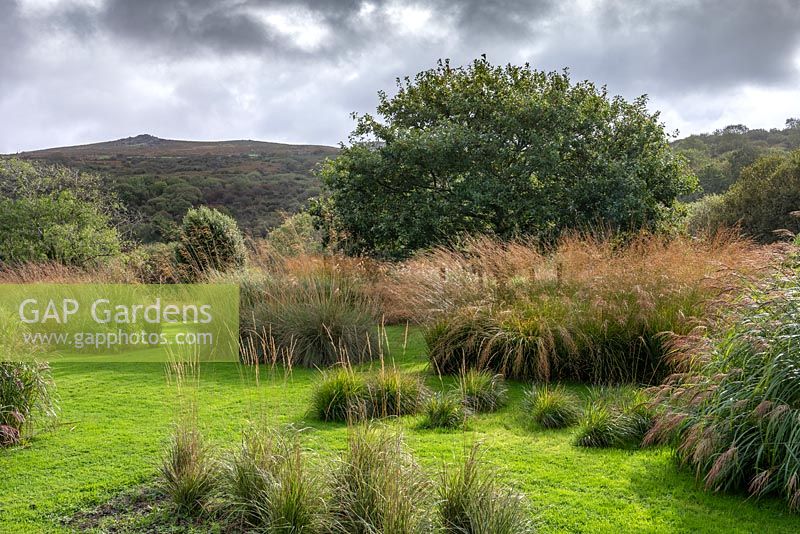 Beds of ornamental grasses with Quercus petraea and countryside views 