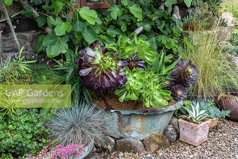 Copper cistern is planted with green and purple Aeonium arboreum 