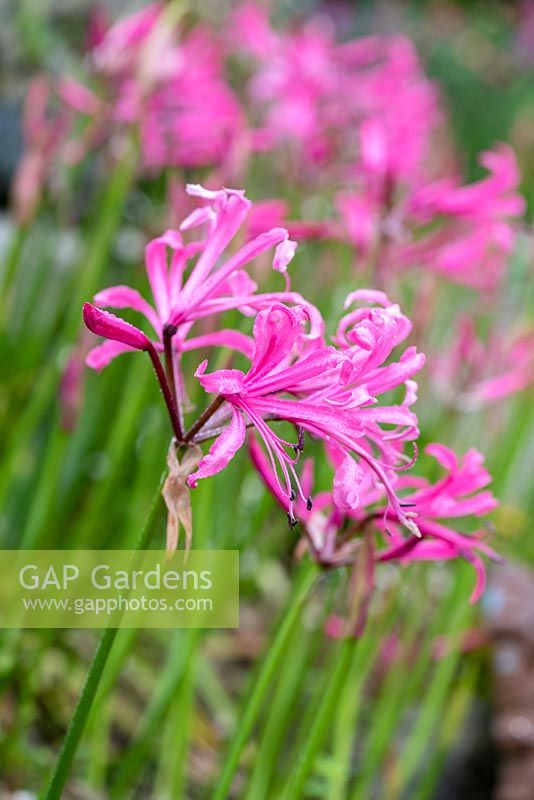 Nerine bowdenii, bears funnel-shaped, faintly-scented pink flowers 