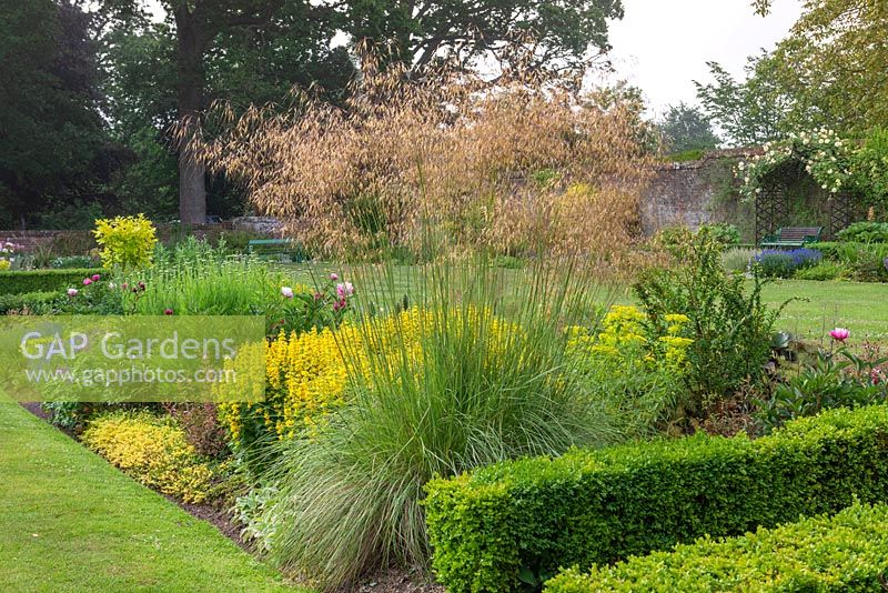 Stipa gigantea rising above lysimachia in box edged border.