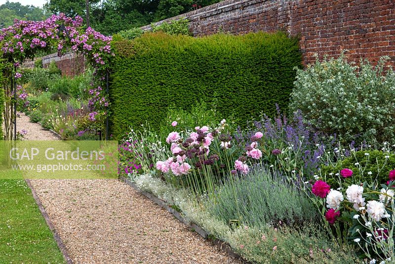 Borders in walled garden with Rosa 'Veilchenblau' on arch in yew hedges.
