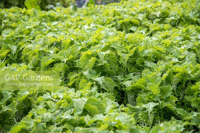 Perilla frutescens - Green Perilla