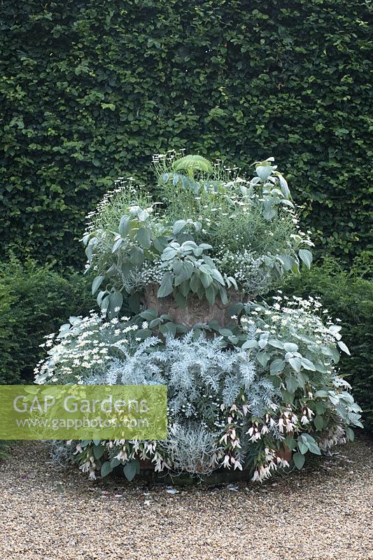Silver themed planting with Centaurea cineraria, Plectranthus argentatus, Argyranthemum frutescens, Begonia, artemisia, Melianthus major