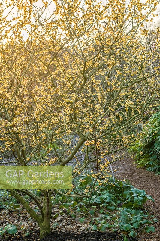 Chimonanthus praecox 'Grandiflorus' - Wintersweet - in late afternoon sun