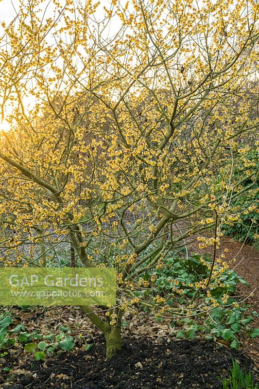 Chimonanthus praecox 'Grandiflorus' - Wintersweet - in late afternoon sun