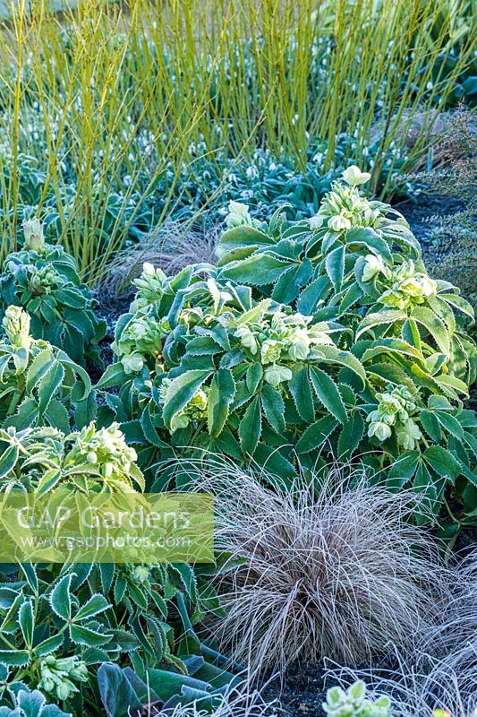 Helleborus argutifolius - Hellebore - in a bed with Cornus sericea 'Flaviramea' - Dogwood - and Carex