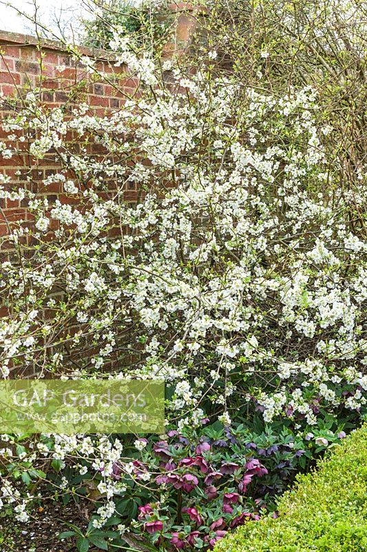 Chaenomeles speciosa 'Nivalis' - Japanese Flowering Quince - growing next to a north-west facing wall with Helleborus orientalis - Hellebore