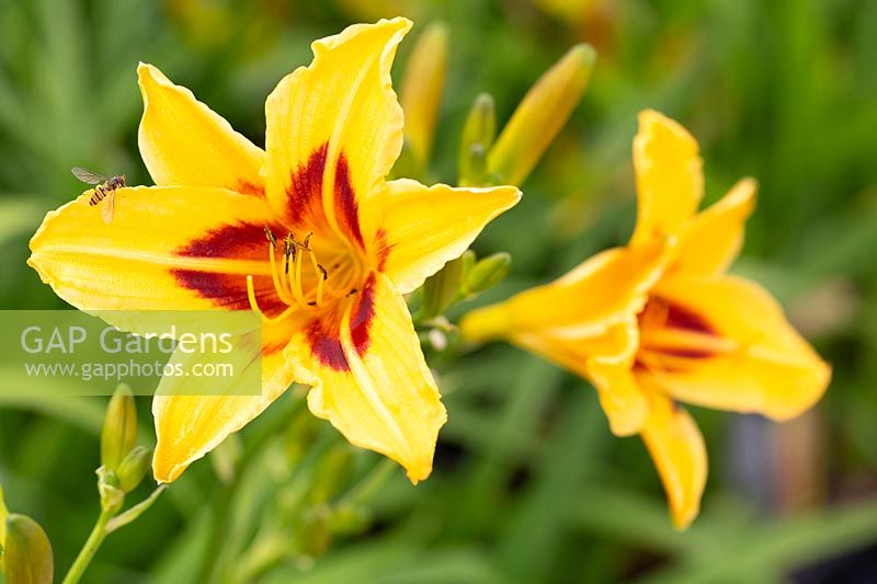 Hemerocallis 'Bonanza'